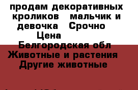 продам декоративных кроликов , мальчик и девочка  .Срочно  › Цена ­ 2 500 - Белгородская обл. Животные и растения » Другие животные   